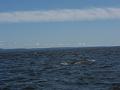 Baleines 017